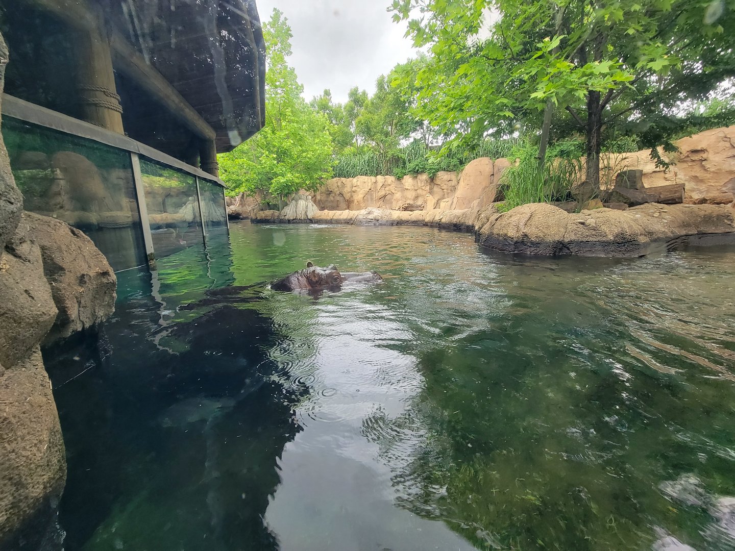 Cincinnati Zoo 5/22 - Hippo Cove, Bibbi
