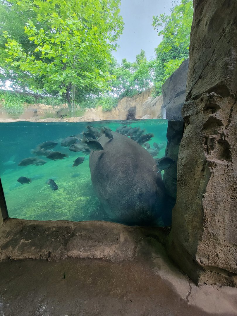 Cincinnati Zoo 5/22 - Hippo Cove, Bibbi