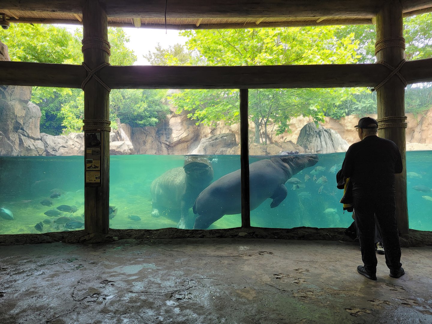 Cincinnati Zoo 5/22 - Hippo Cove, Fiona and Tucker