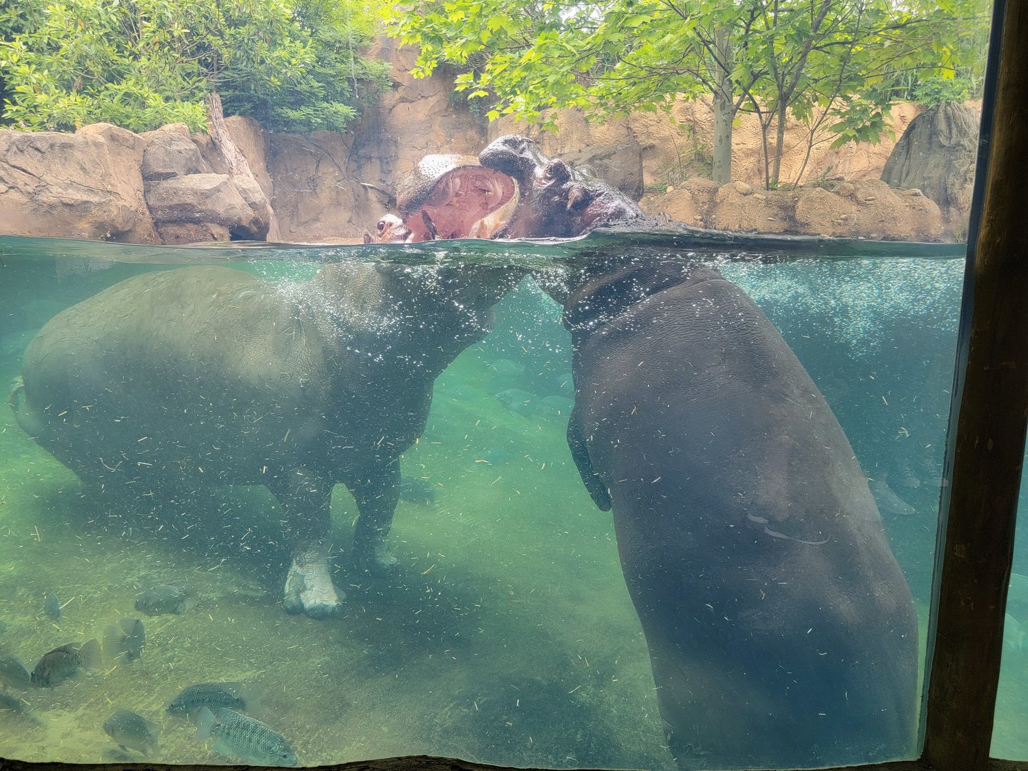 Cincinnati Zoo 5/22 - Hippo Cove, Tucker and Fiona