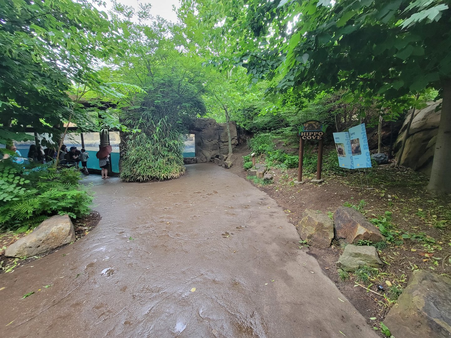 Cincinnati Zoo 5/22 - Hippo Cove