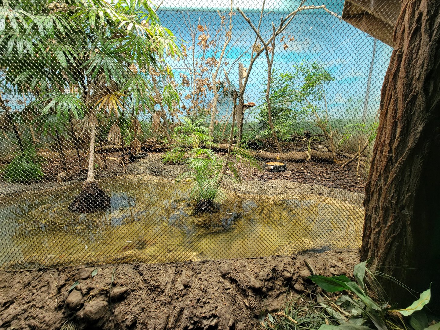 Cincinnati Zoo 5/22 - Jungle Trails, Africa building, aviary