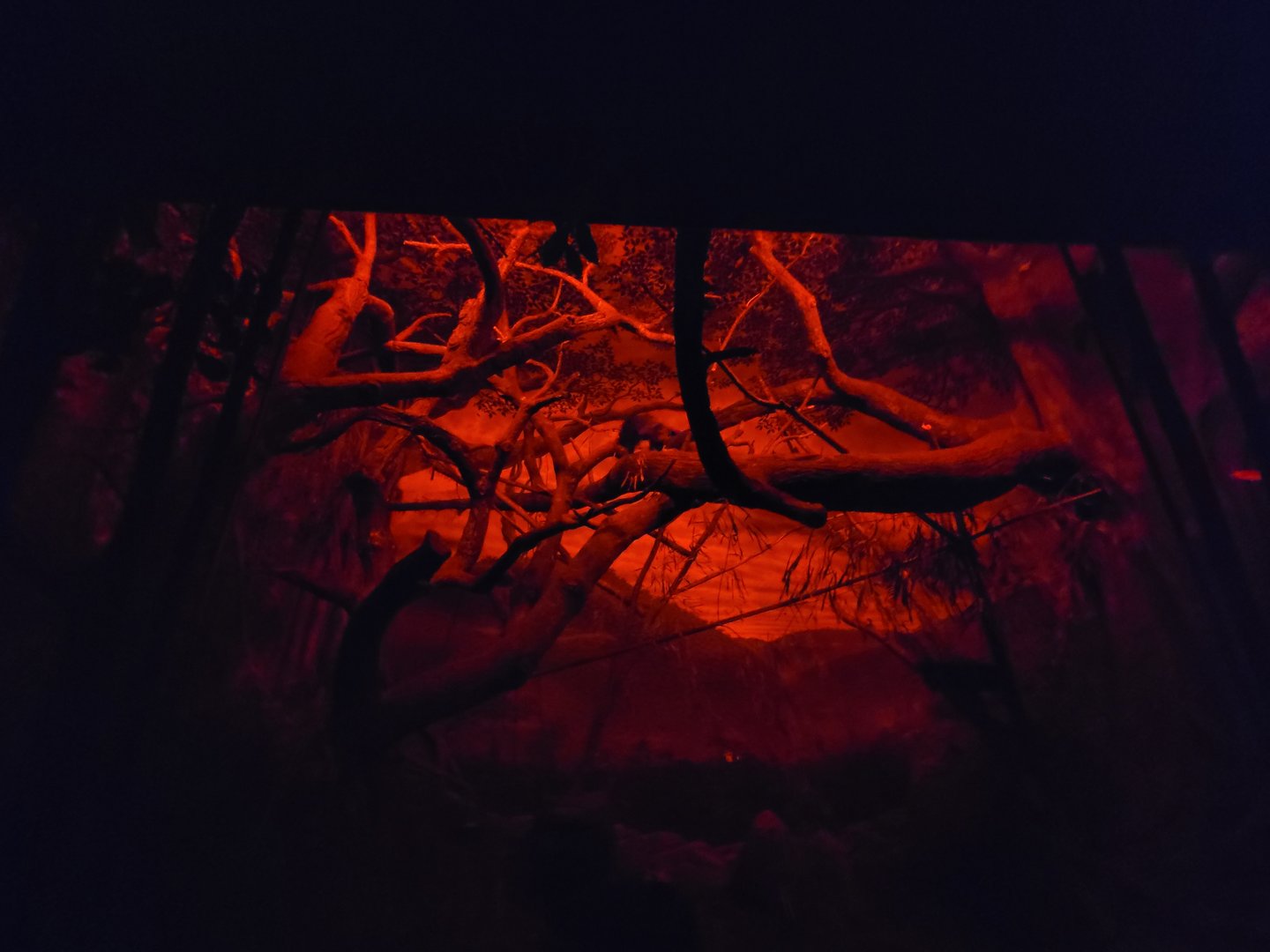 Cincinnati Zoo 5/22 - Jungle Trails, Africa building, Aye-aye