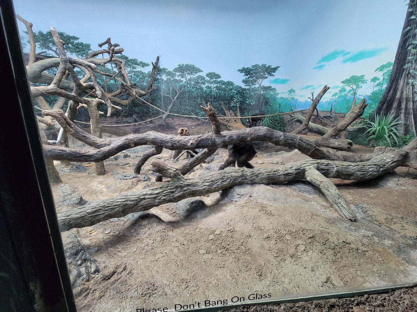 Cincinnati Zoo 5/22 - Jungle Trails, Africa building, bonobos