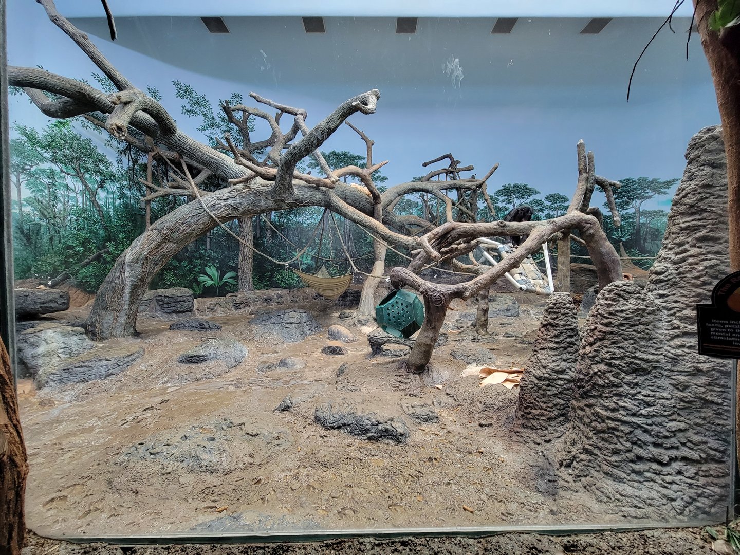 Cincinnati Zoo 5/22 - Jungle Trails, Africa building, bonobos