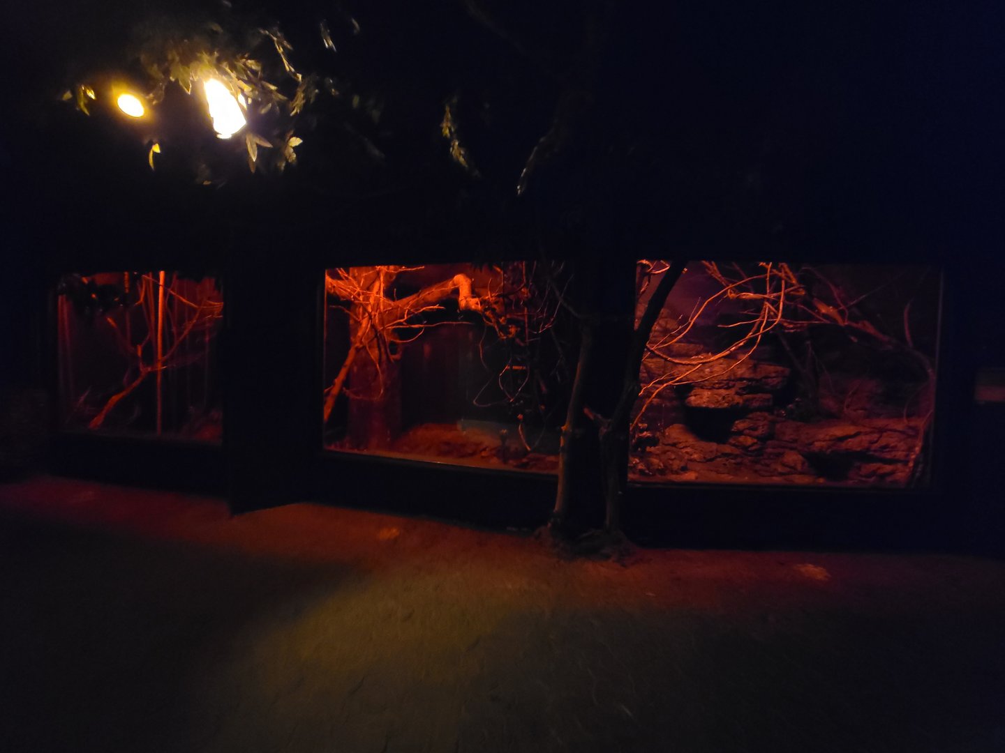 Cincinnati Zoo 5/22 - Jungle Trails, Africa building, Moholi bushbaby