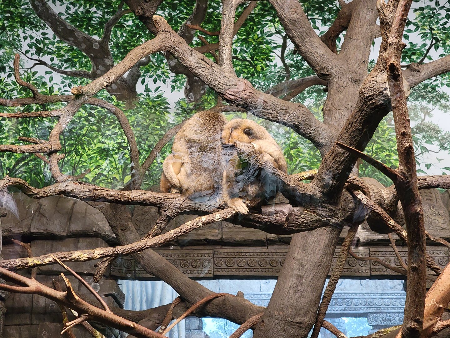 Cincinnati Zoo 5/22 - Jungle Trails, Asia building, black howlers