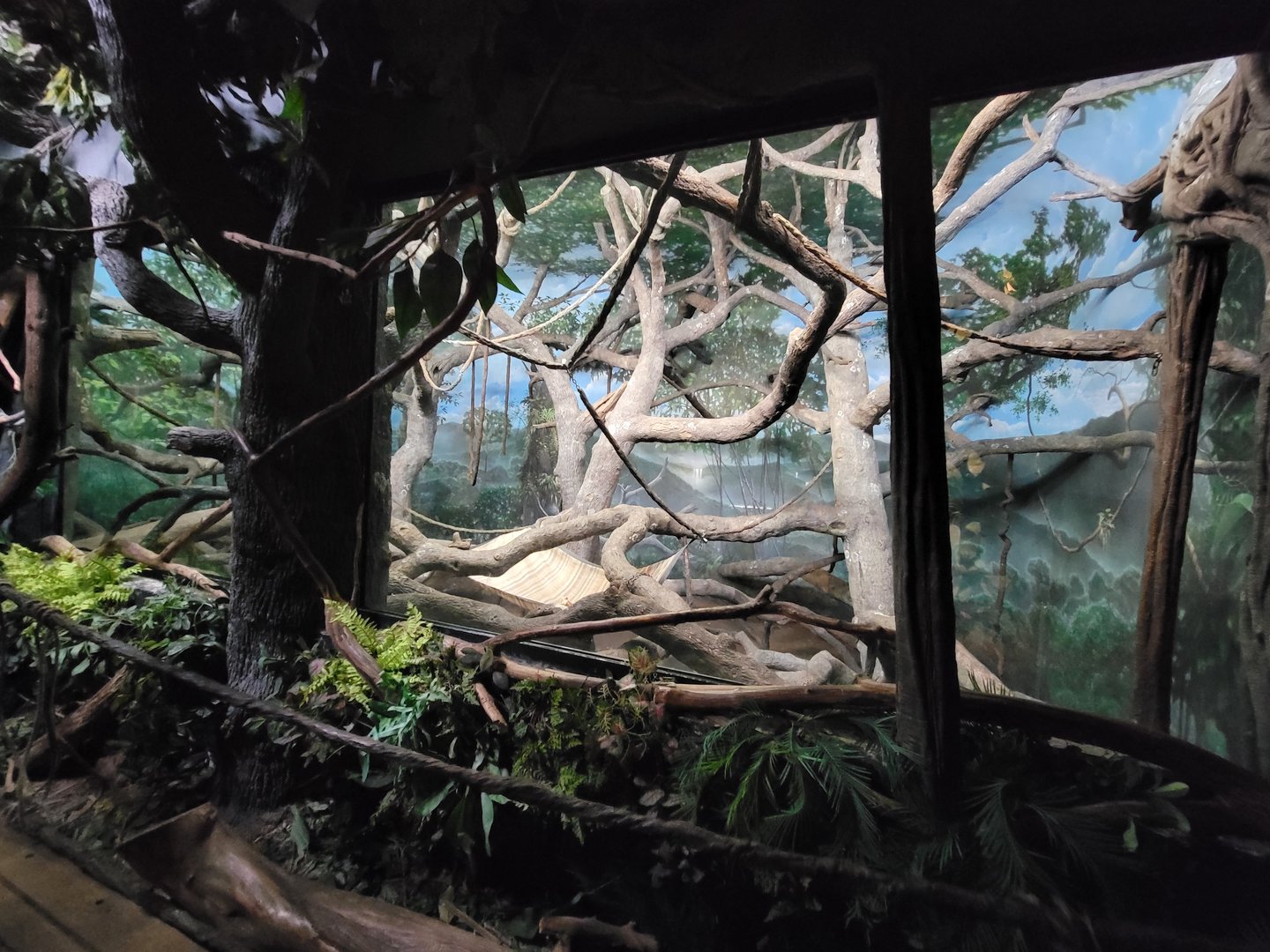 Cincinnati Zoo 5/22 - Jungle Trails, Asia building, Lar gibbon