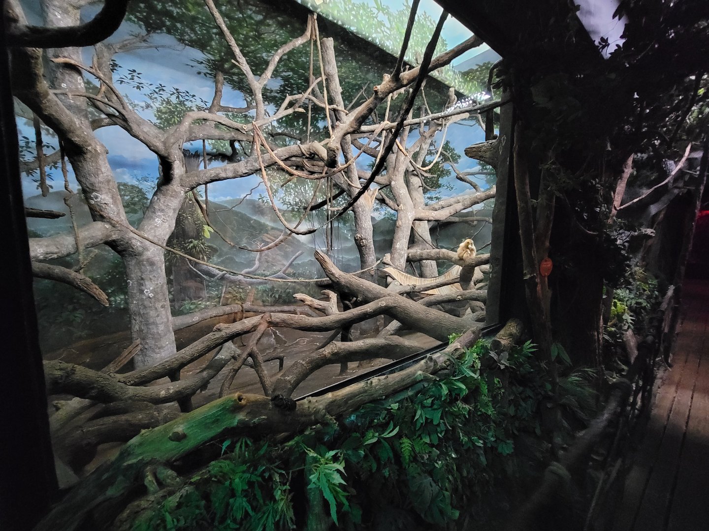 Cincinnati Zoo 5/22 - Jungle Trails, Asia building, Lar gibbon