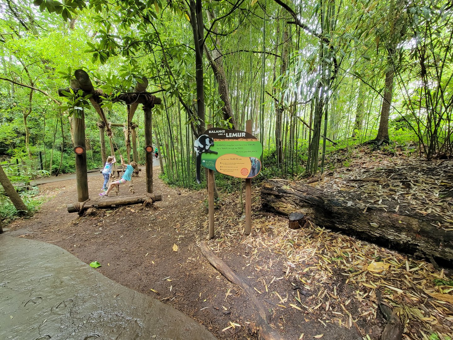 Cincinnati Zoo 5/22 - Jungle Trails, balance like a lemur