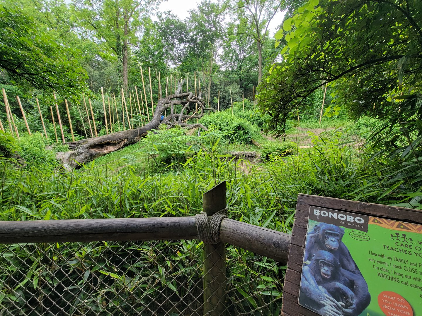 Cincinnati Zoo 5/22 - Jungle Trails, bonobos