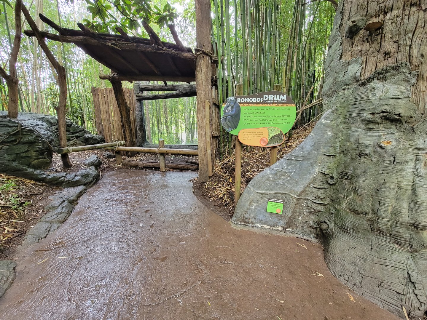 Cincinnati Zoo 5/22 - Jungle Trails, bonobos
