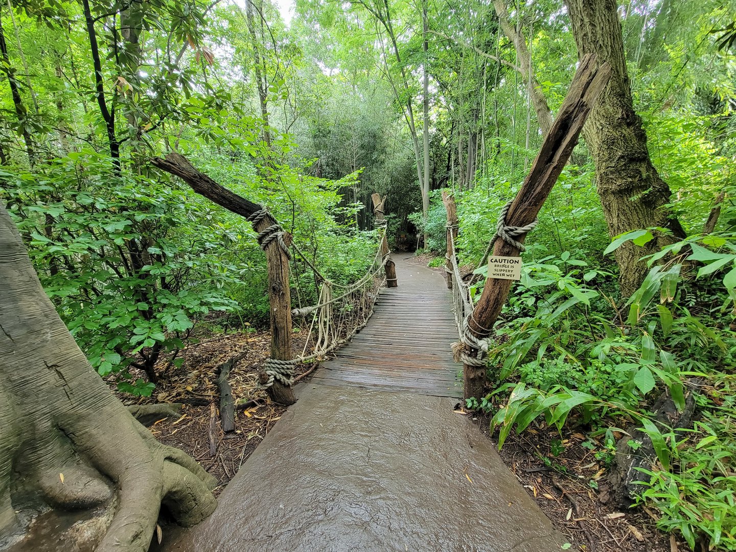 Cincinnati Zoo 5/22 - Jungle Trails, bridge