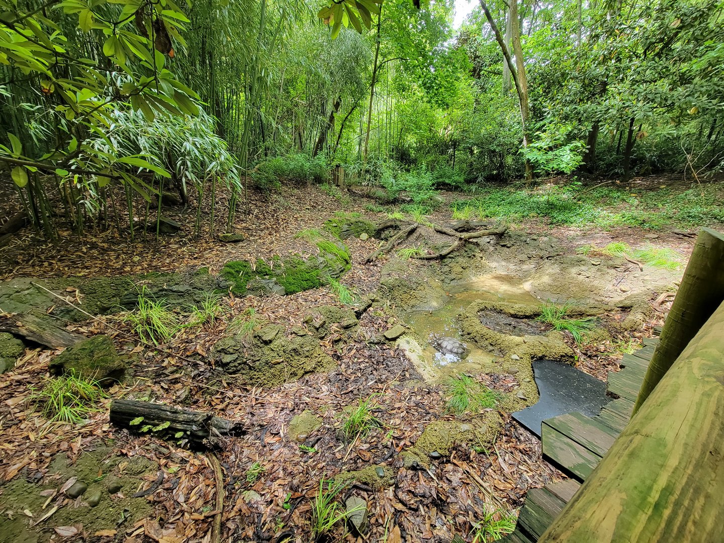 Cincinnati Zoo 5/22 - Jungle Trails, Burmese brown mountain tortoise