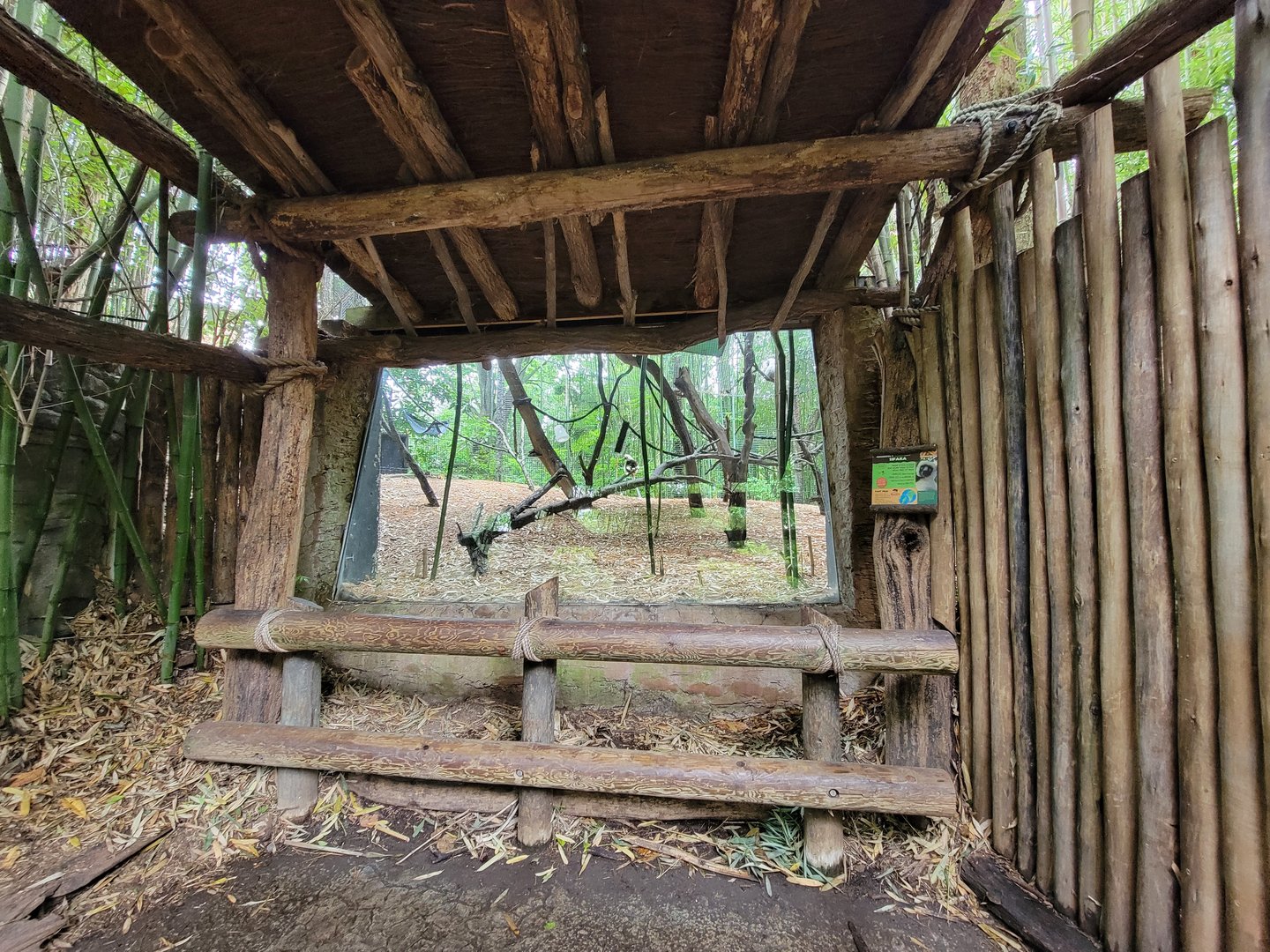 Cincinnati Zoo 5/22 - Jungle Trails, Coquerel's sifaka