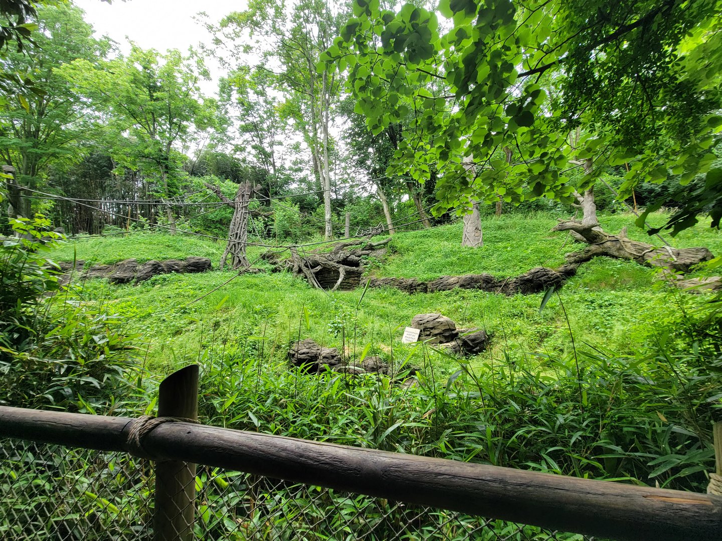 Cincinnati Zoo 5/22 - Jungle Trails, lar gibbon