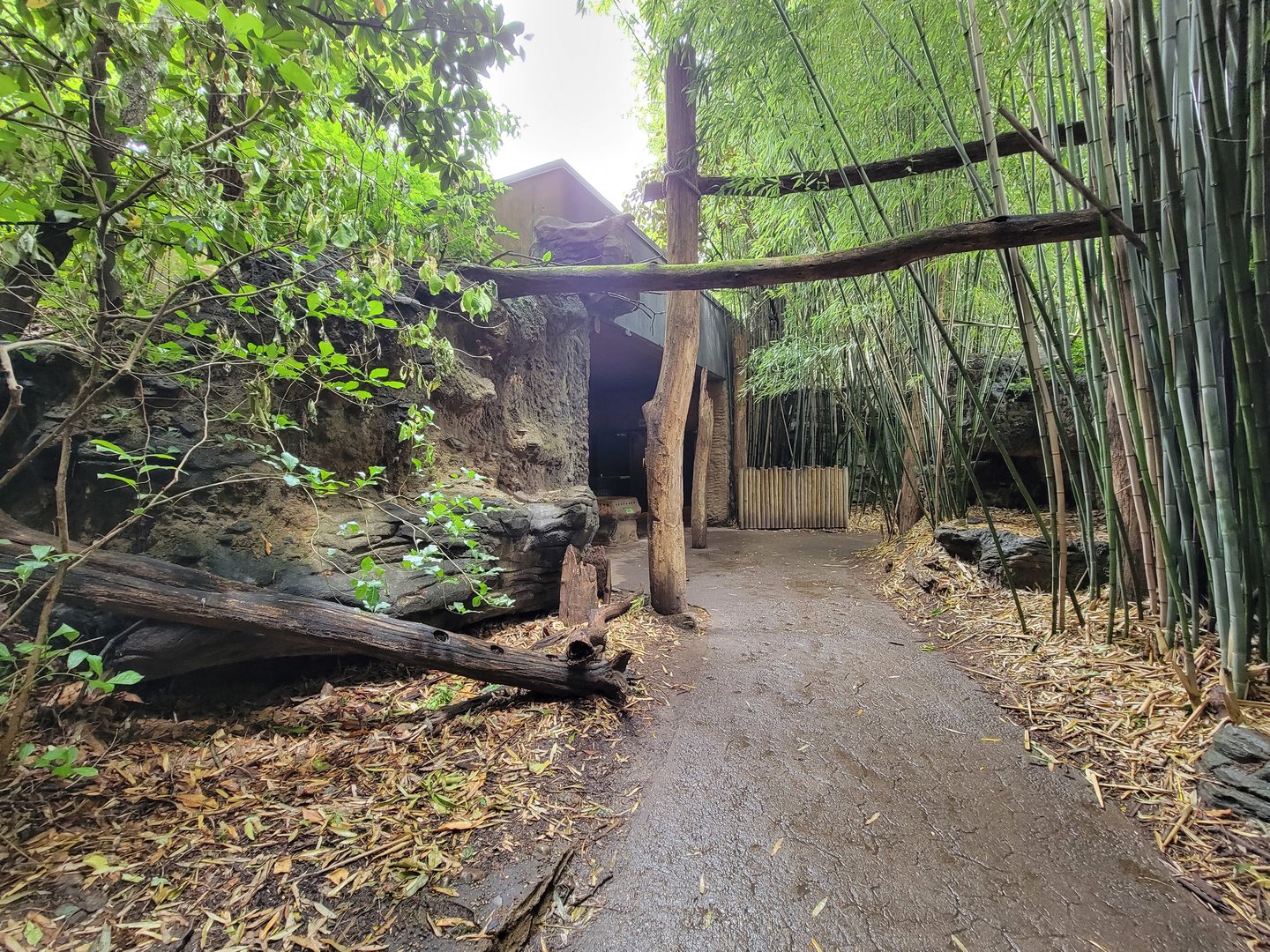 Cincinnati Zoo 5/22 - Jungle Trails, past Africa building