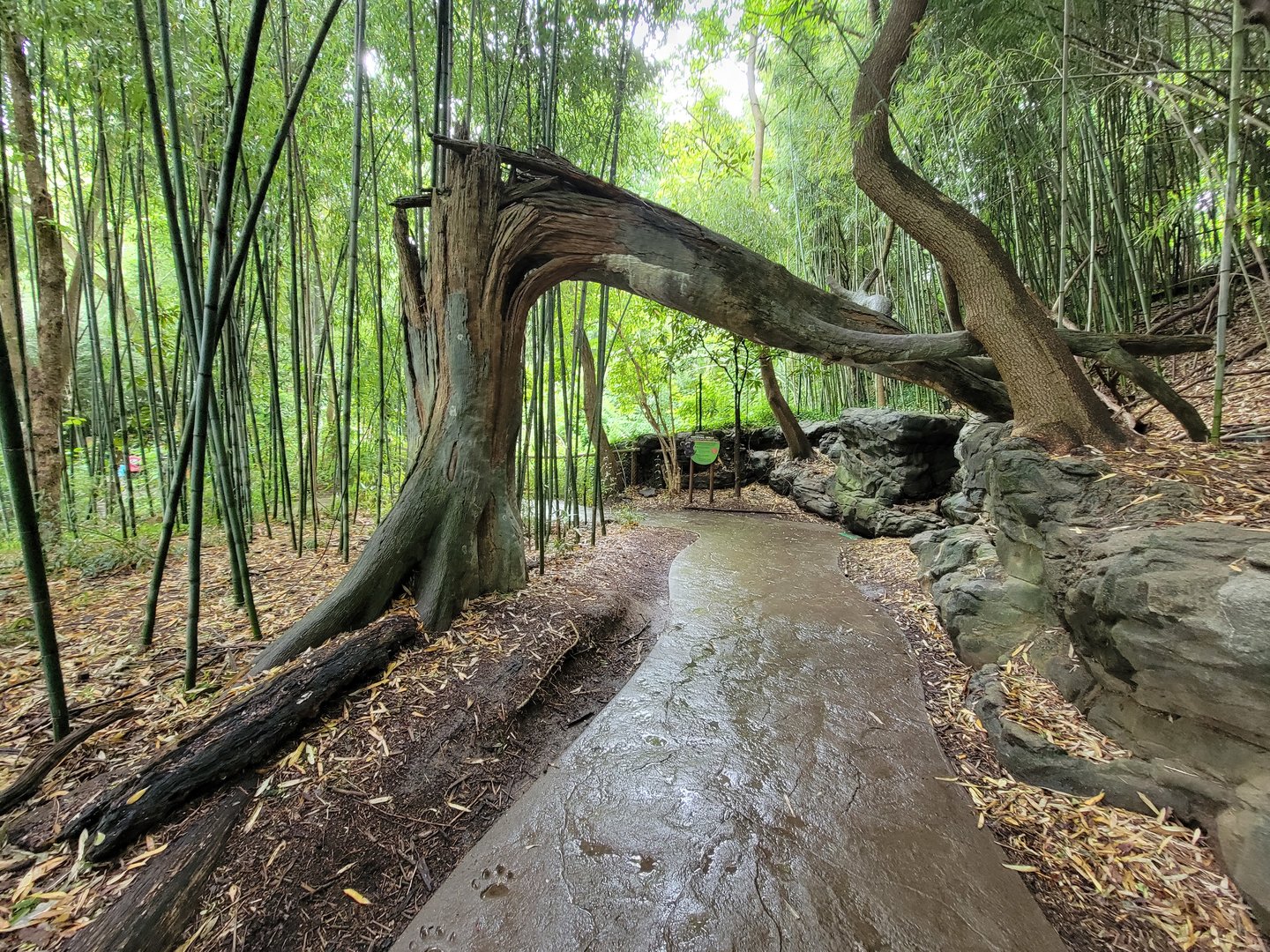 Cincinnati Zoo 5/22 - Jungle Trails, path