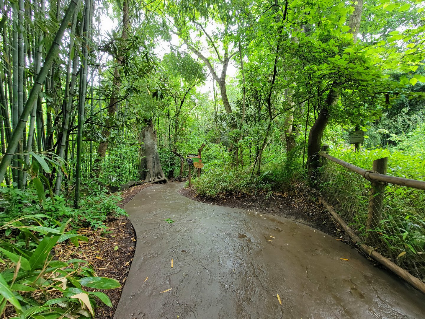 Cincinnati Zoo 5/22 - Jungle Trails, path