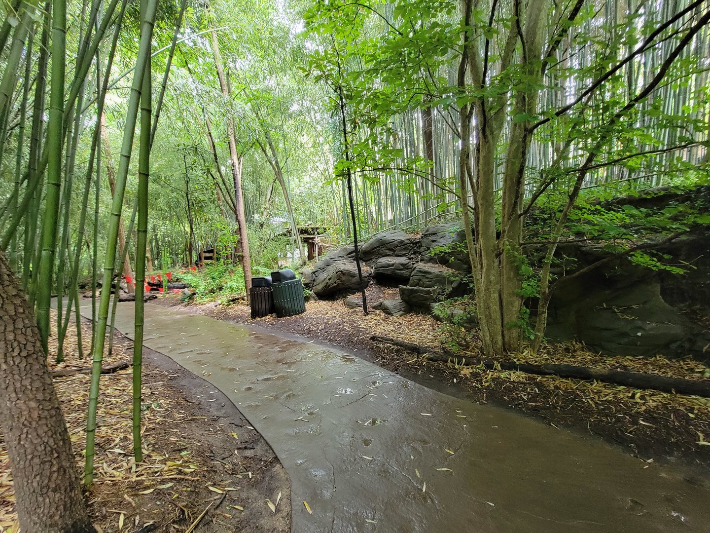 Cincinnati Zoo 5/22 - Jungle Trails, path
