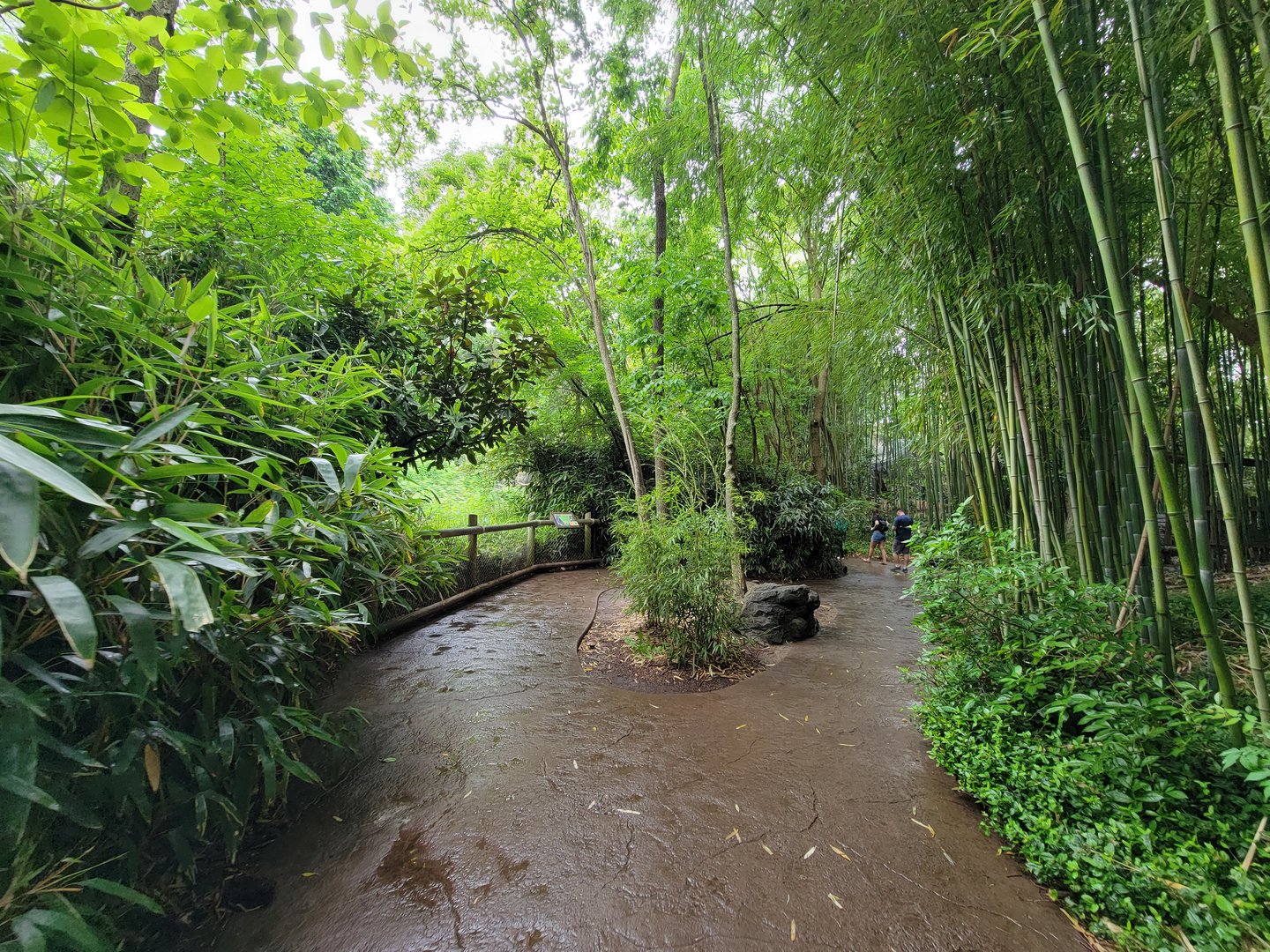 Cincinnati Zoo 5/22 - Jungle Trails, path