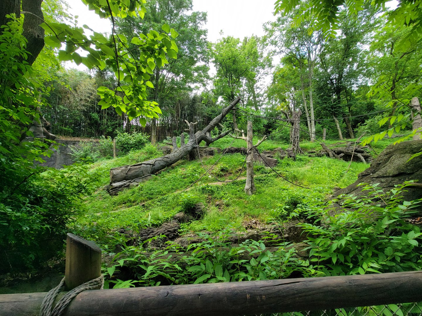 Cincinnati Zoo 5/22 - Jungle Trails, Sumatran orangutan
