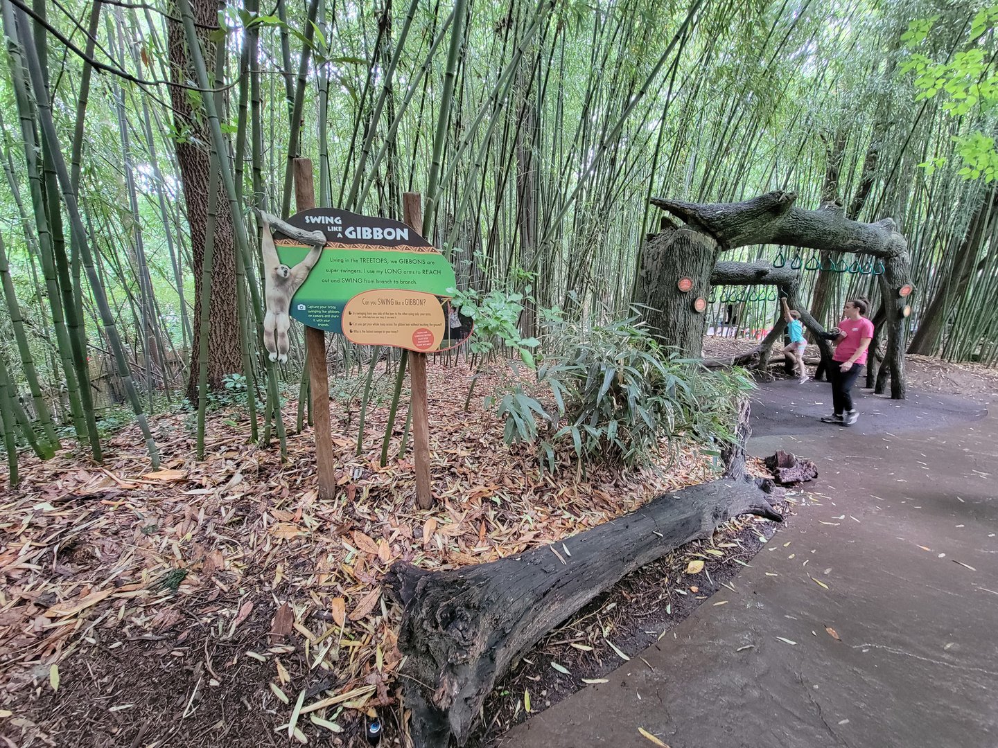 Cincinnati Zoo 5/22 - Jungle Trails, swing like a gibbon