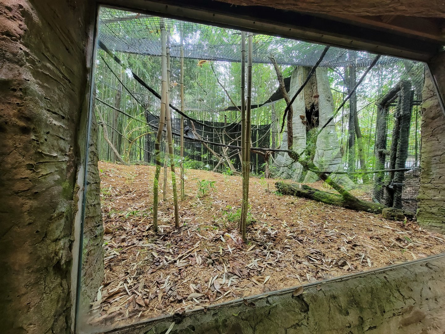 Cincinnati Zoo 5/22 - Jungle Trails, white-faced saki
