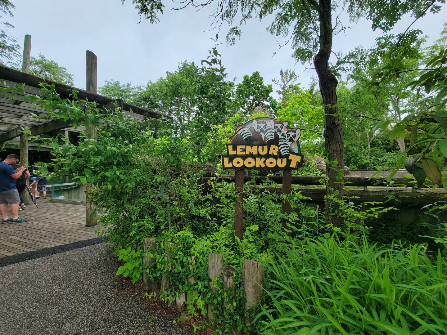 Cincinnati Zoo 5/22 - Lemur Lookout