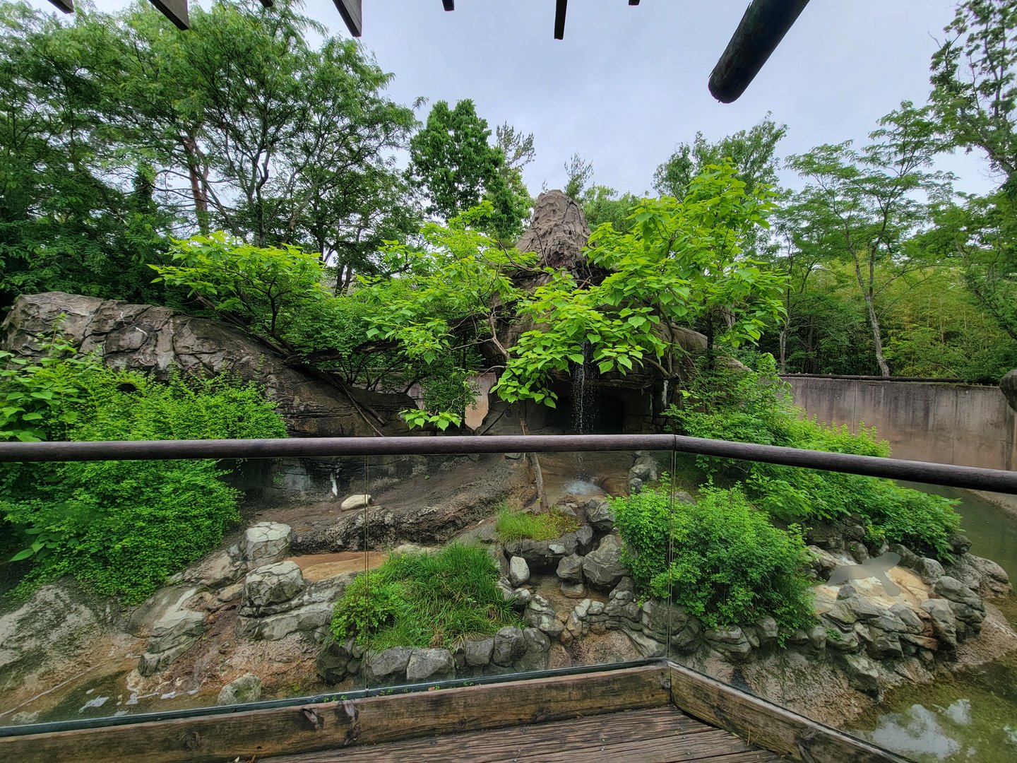 Cincinnati Zoo 5/22 - Lemur Lookout
