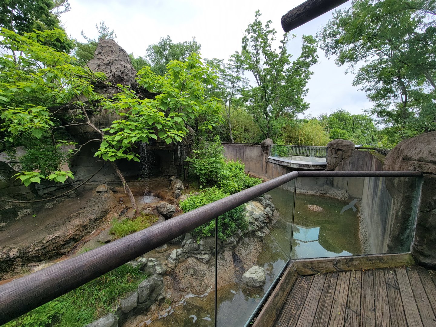 Cincinnati Zoo 5/22 - Lemur Lookout