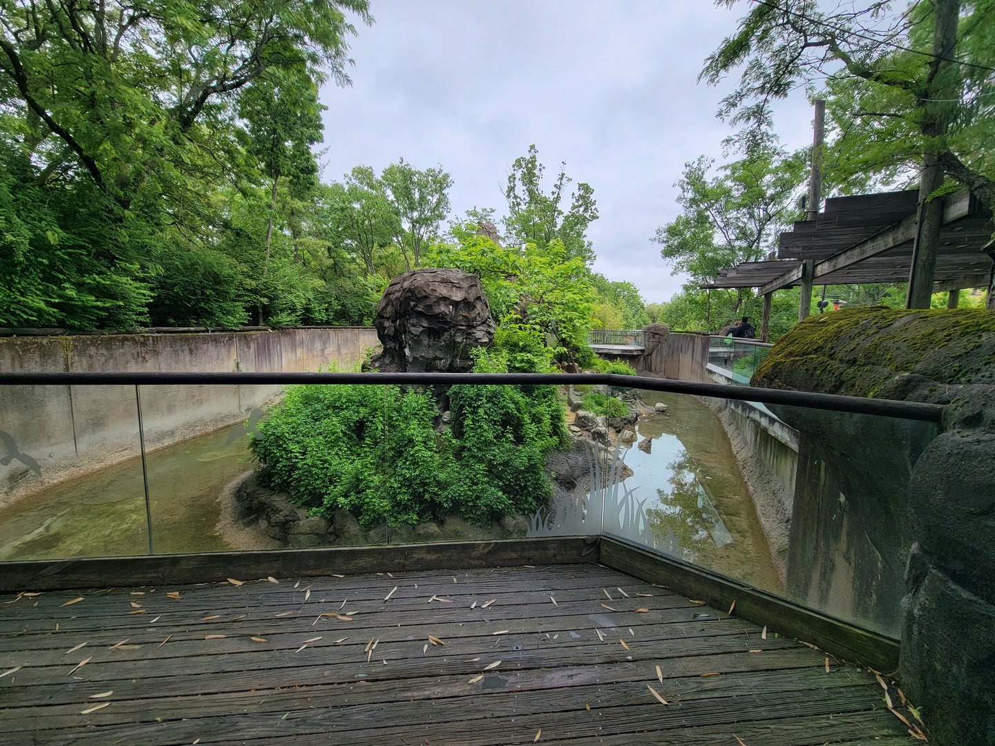 Cincinnati Zoo 5/22 - Lemur Lookout