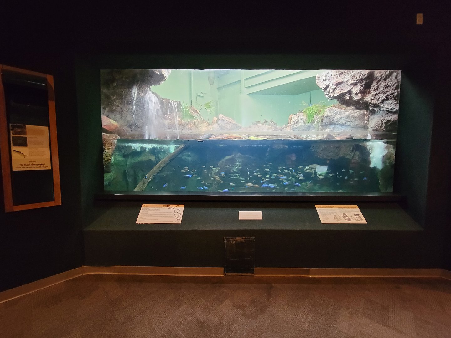 Cincinnati Zoo 5/22 - Manatee Springs, Alien Animals tank - Florida red-bellied turtle, azureus cichlid, channel catfish