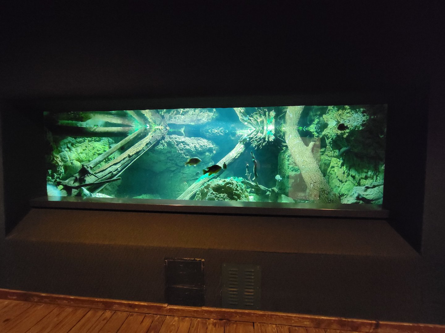 Cincinnati Zoo 5/22 - Manatee Springs, Alligator snapping turtle tank