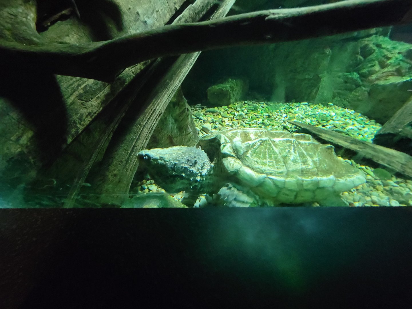 Cincinnati Zoo 5/22 - Manatee Springs, Alligator snapping turtle tank