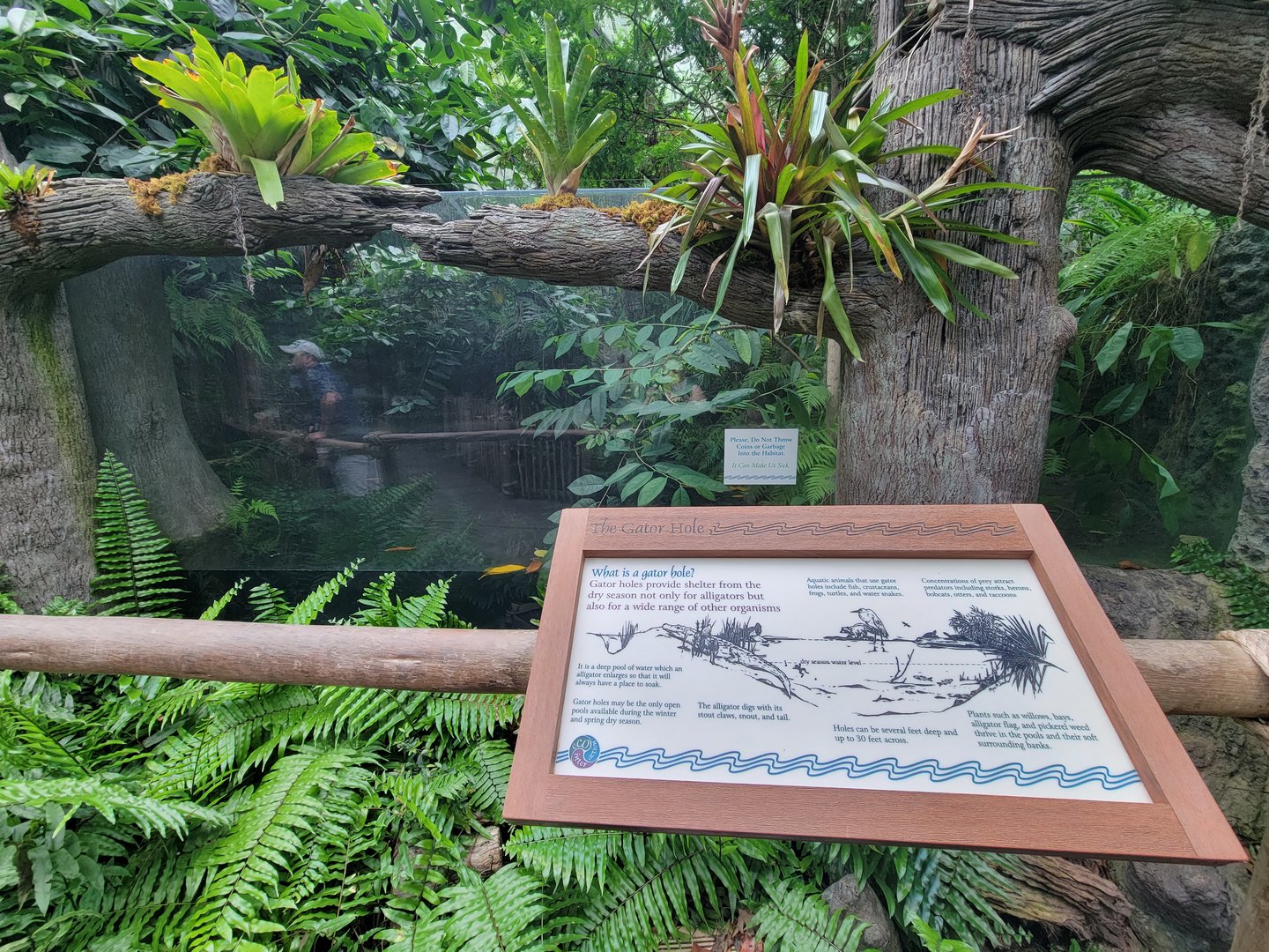 Cincinnati Zoo 5/22 - Manatee Springs, American alligator