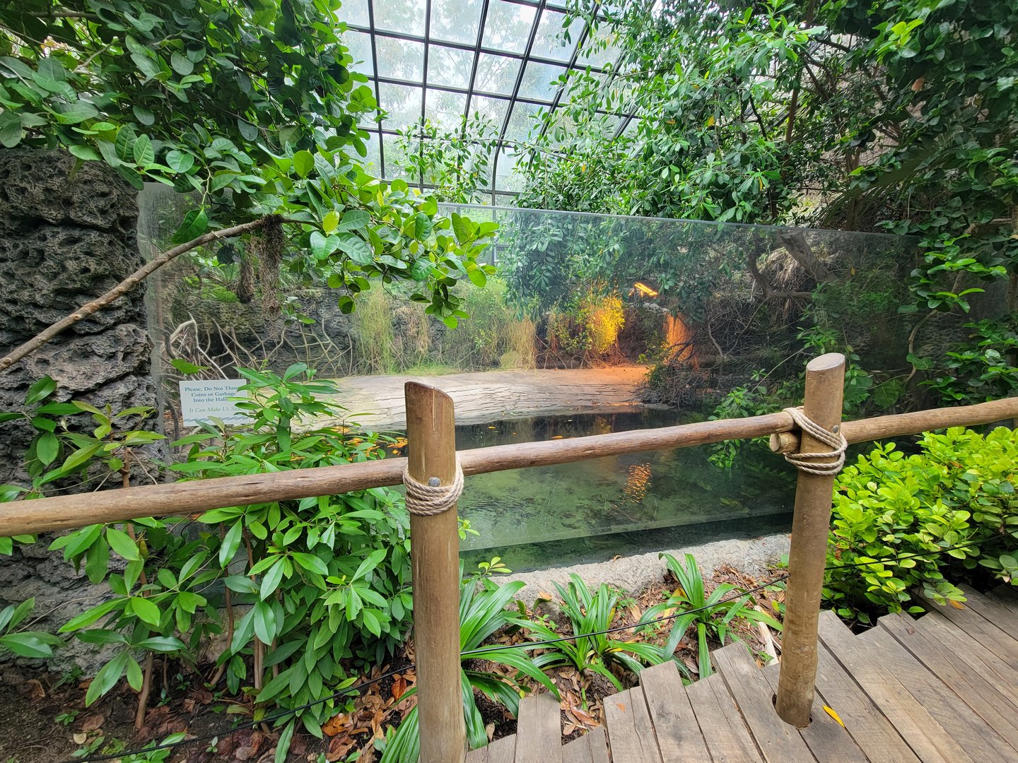Cincinnati Zoo 5/22 - Manatee Springs, American crocodile