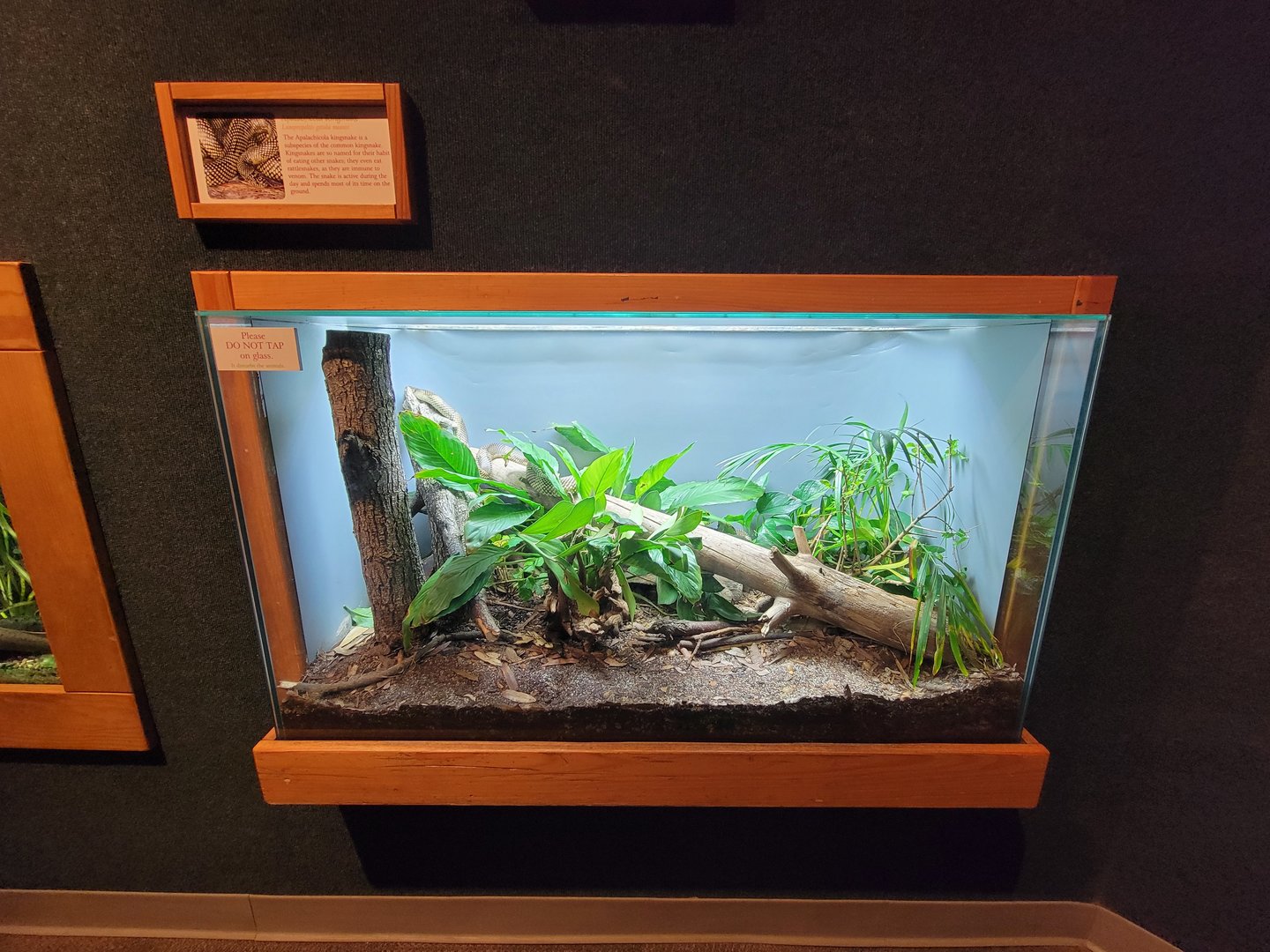 Cincinnati Zoo 5/22 - Manatee Springs, Apalachicola kingsnake