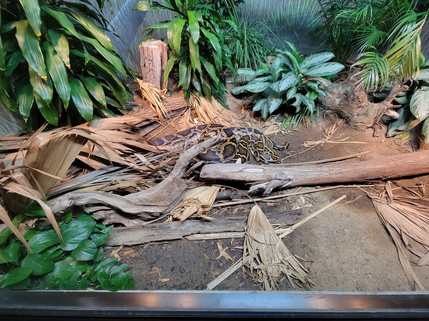 Cincinnati Zoo 5/22 - Manatee Springs, burmese python
