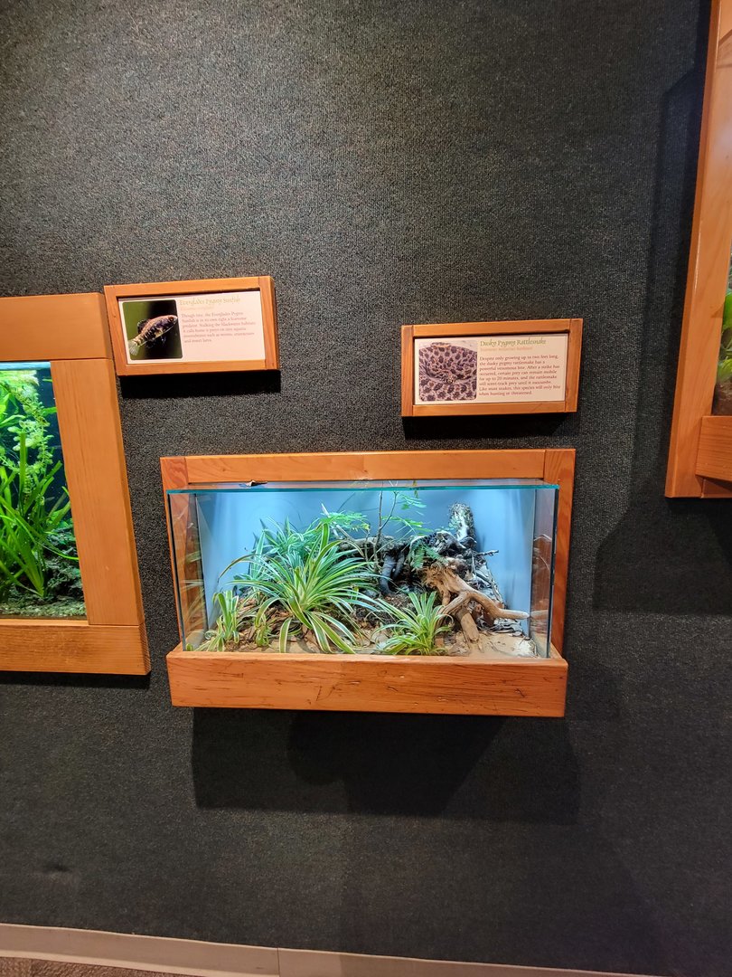 Cincinnati Zoo 5/22 - Manatee Springs, dusky pygmy rattlesnake