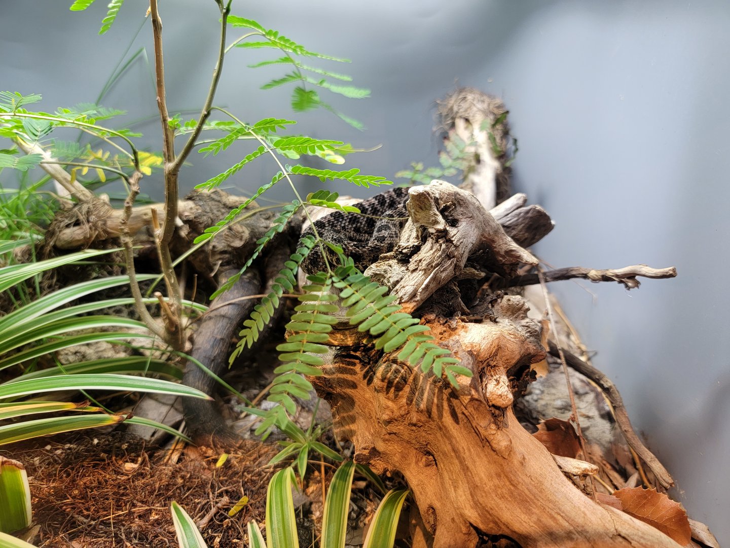 Cincinnati Zoo 5/22 - Manatee Springs, dusky pygmy rattlesnake