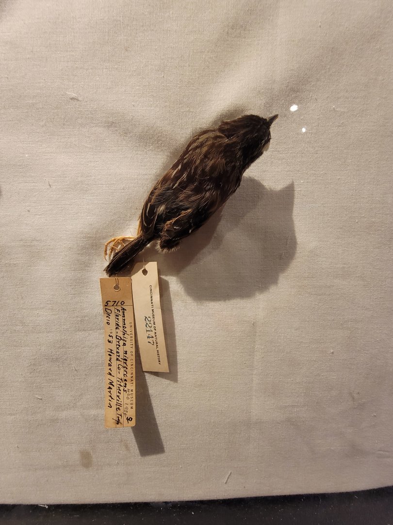 Cincinnati Zoo 5/22 - Manatee Springs, dusky seaside sparrow