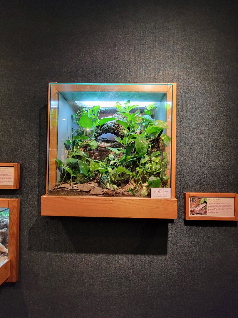 Cincinnati Zoo 5/22 - Manatee Springs, gray rat snake