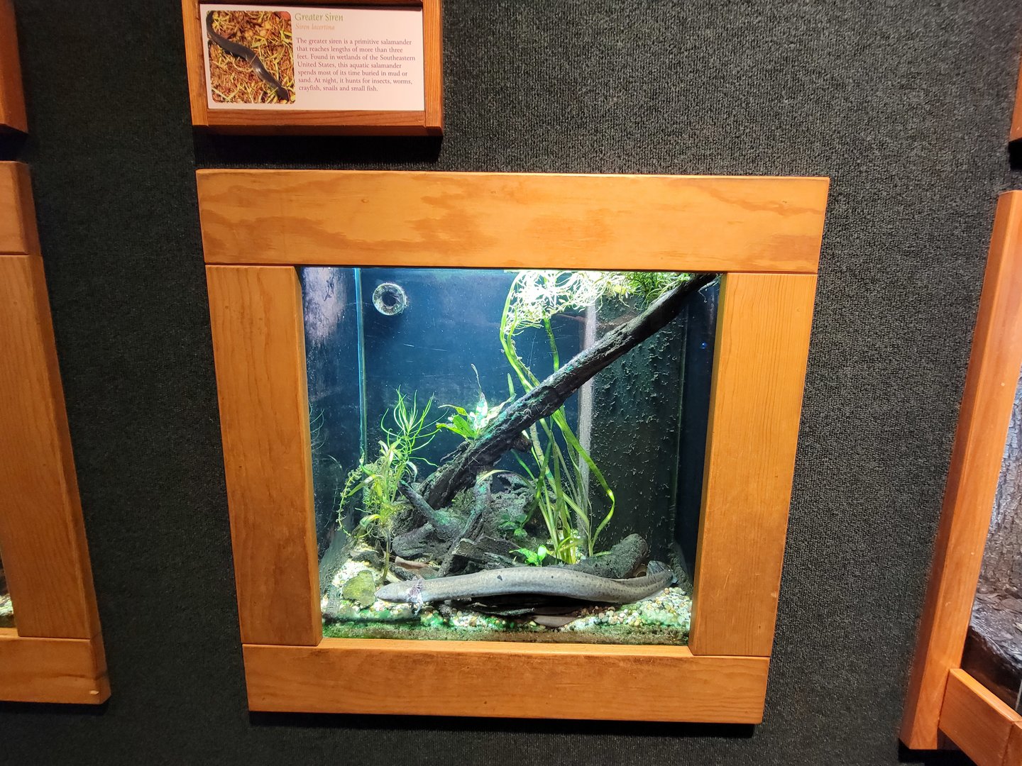 Cincinnati Zoo 5/22 - Manatee Springs, greater siren, Siren lacertina