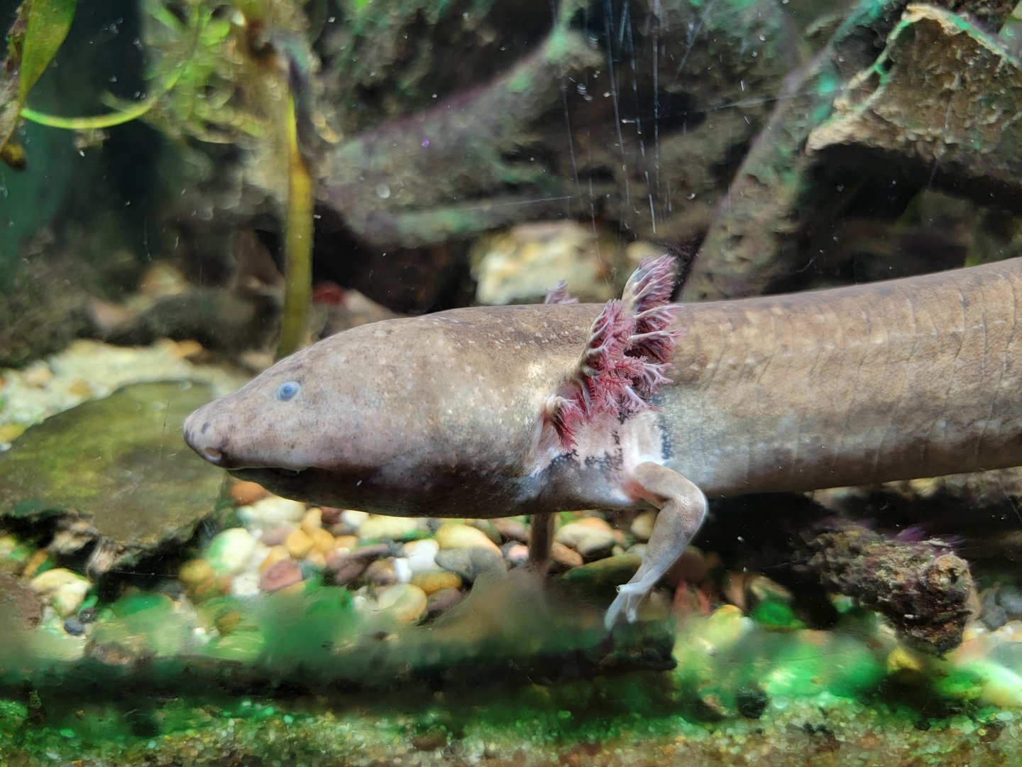 Cincinnati Zoo 5/22 - Manatee Springs, greater siren, Siren lacertina