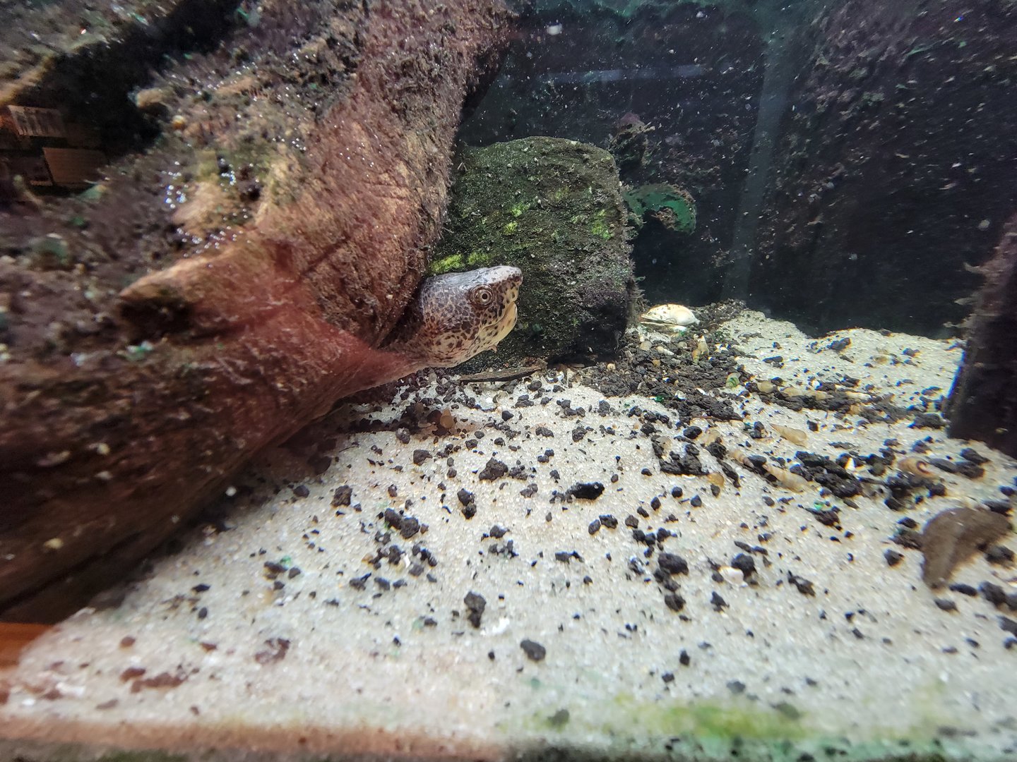 Cincinnati Zoo 5/22 - Manatee Springs, loggerhead musk turtle