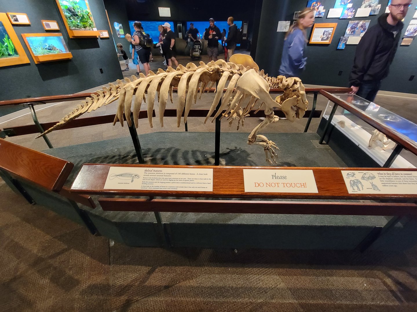 Cincinnati Zoo 5/22 - Manatee Springs, manatee skeleton