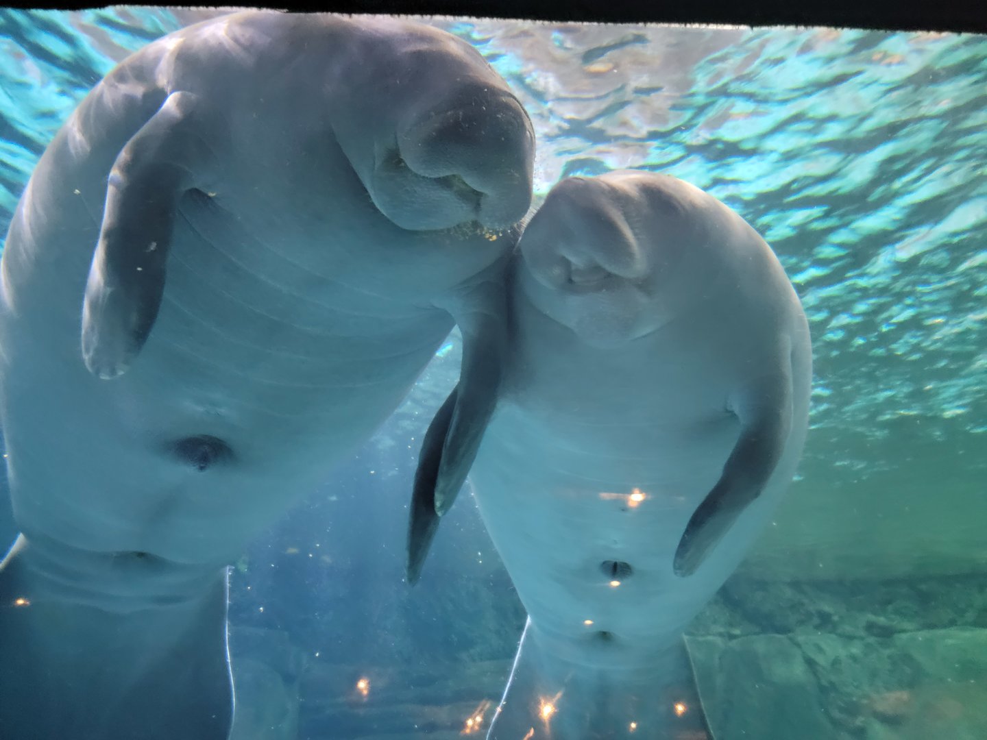 Cincinnati Zoo 5/22 - Manatee Springs, manatees holding hands