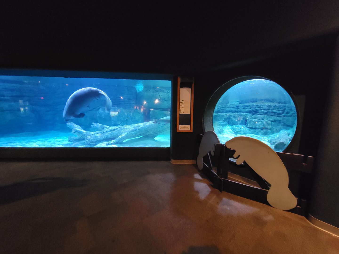 Cincinnati Zoo 5/22 - Manatee Springs, manatees