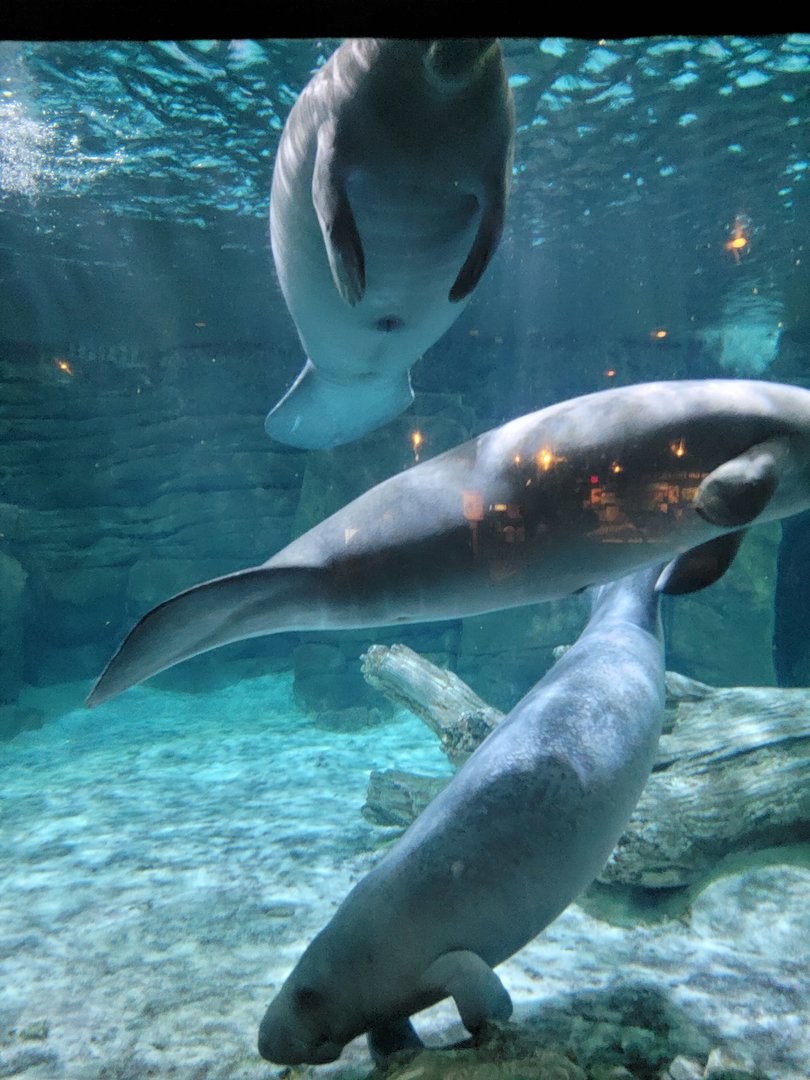 Cincinnati Zoo 5/22 - Manatee Springs, manatees